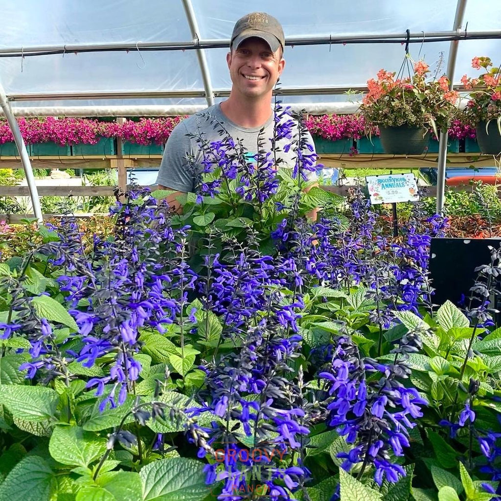 Salvia 'Black & Bloom' ~ Hummingbird Buffet of 24 Hefty Plants for Preorder