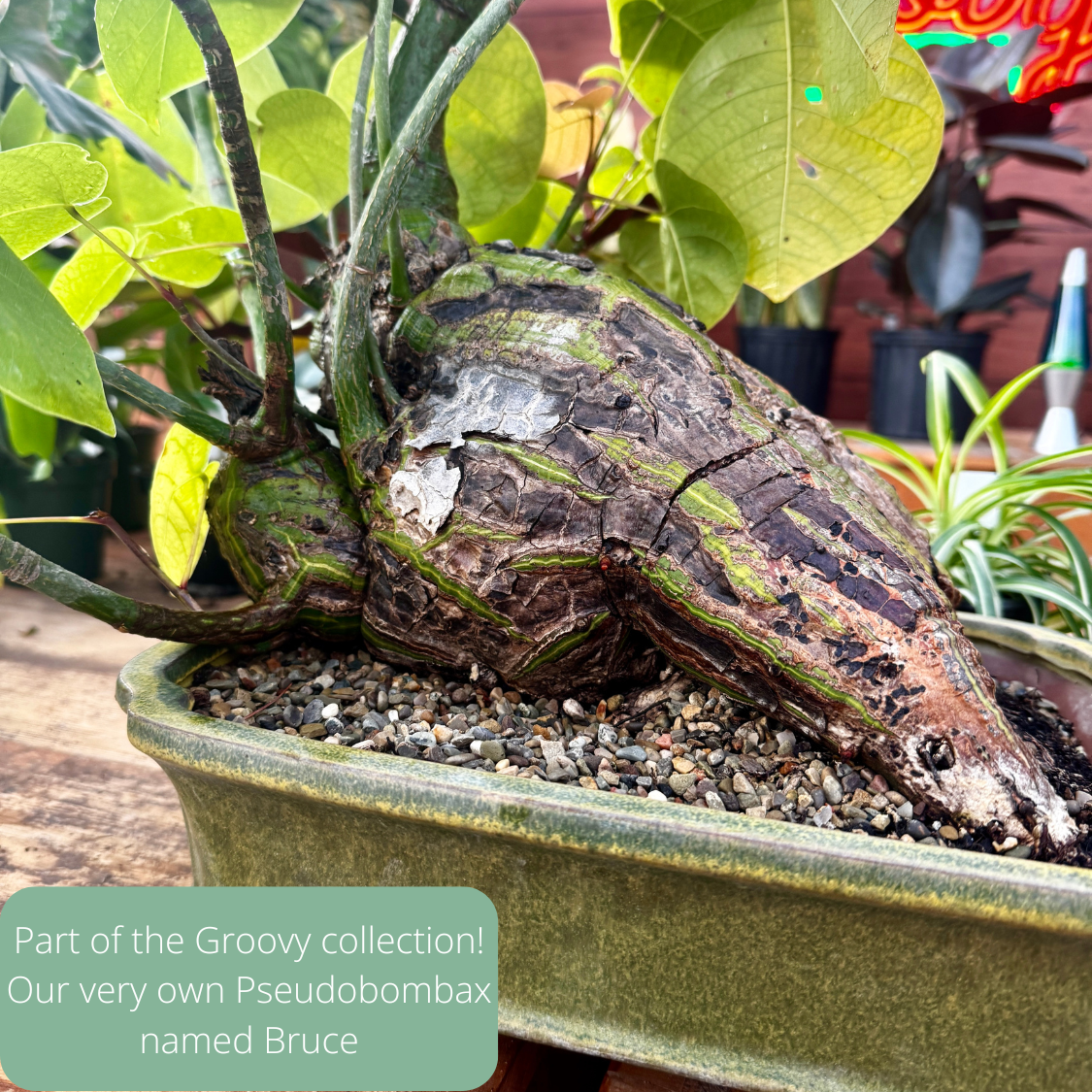 Pseudobombax ellipticum | Limited Release