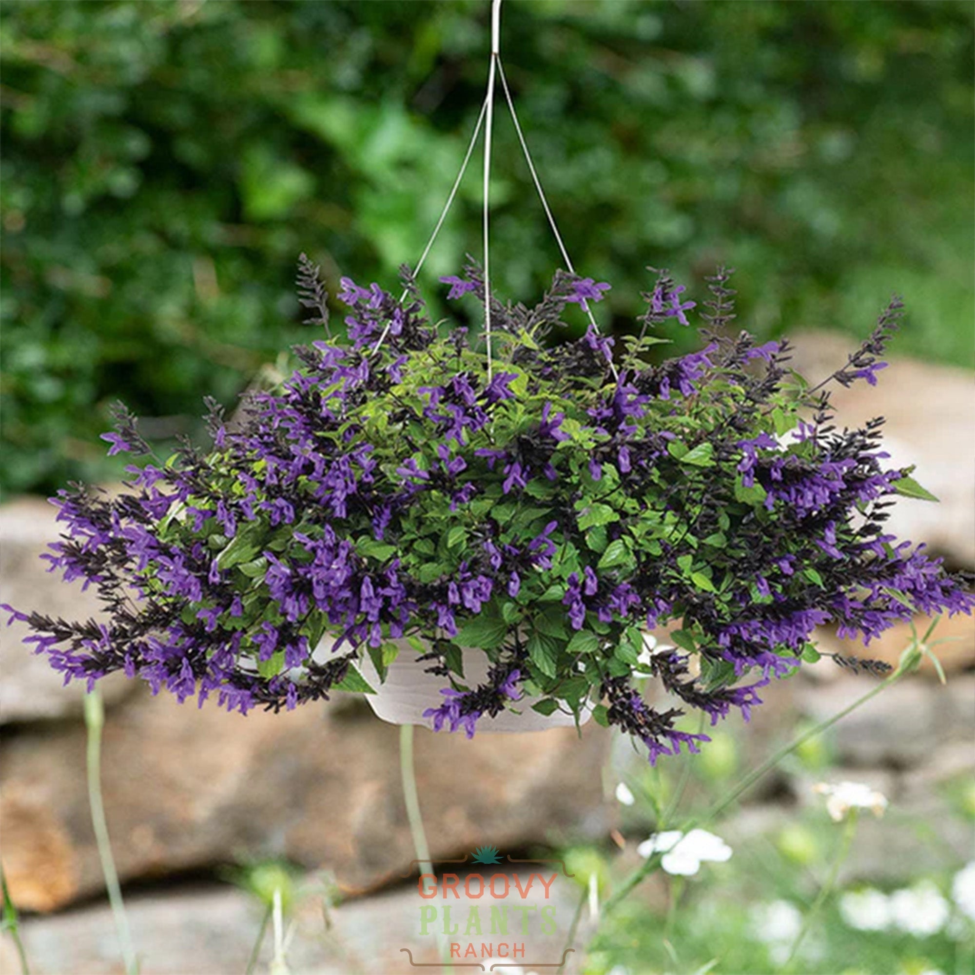 Salvia Hummingbird Falls ~ 1 Hefty Hanging Basket for Pickup at The Ranch