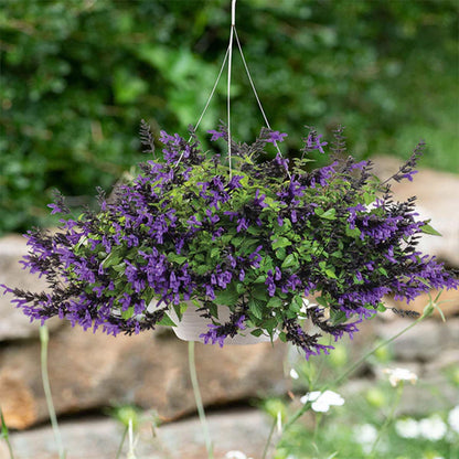 Salvia Hummingbird Falls Hanging Basket | PICKUP ONLY!