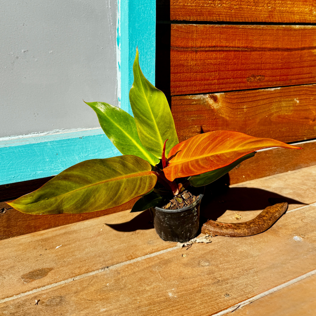 Philodendron Red Sun