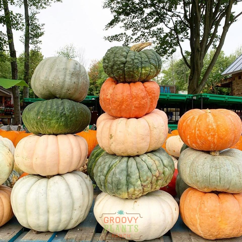Field of Funky Pumpkins!