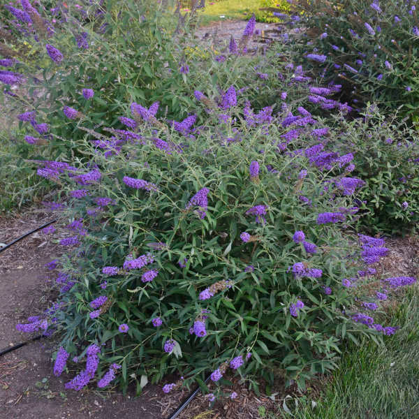 Butterfly Bush 'Blue Knight'