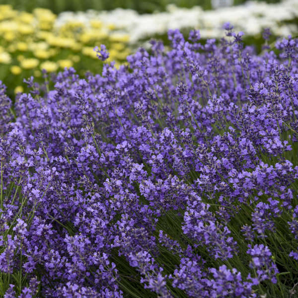 Lavender 'Munstead' ~ Field of 24 Hefty Plants for Preorder