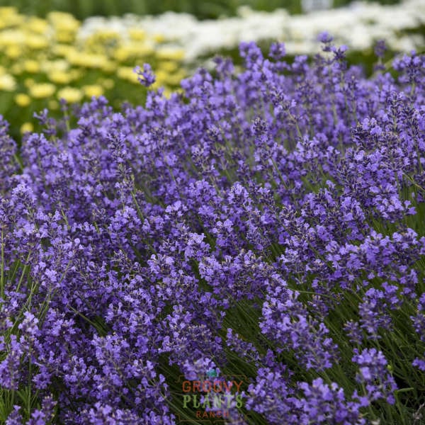 Lavender 'Munstead' ~ Field of 24 Hefty Plants for Preorder