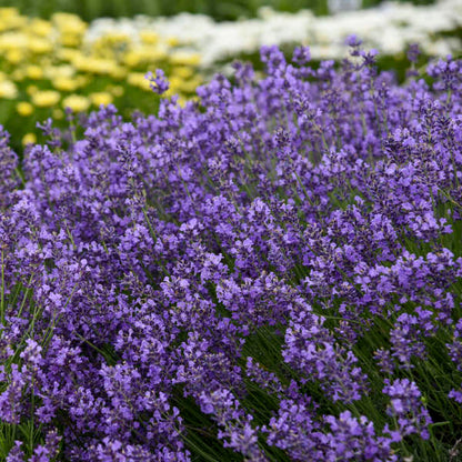 Lavender 'Munstead' ~ Field of 24 Hefty Plants for Preorder