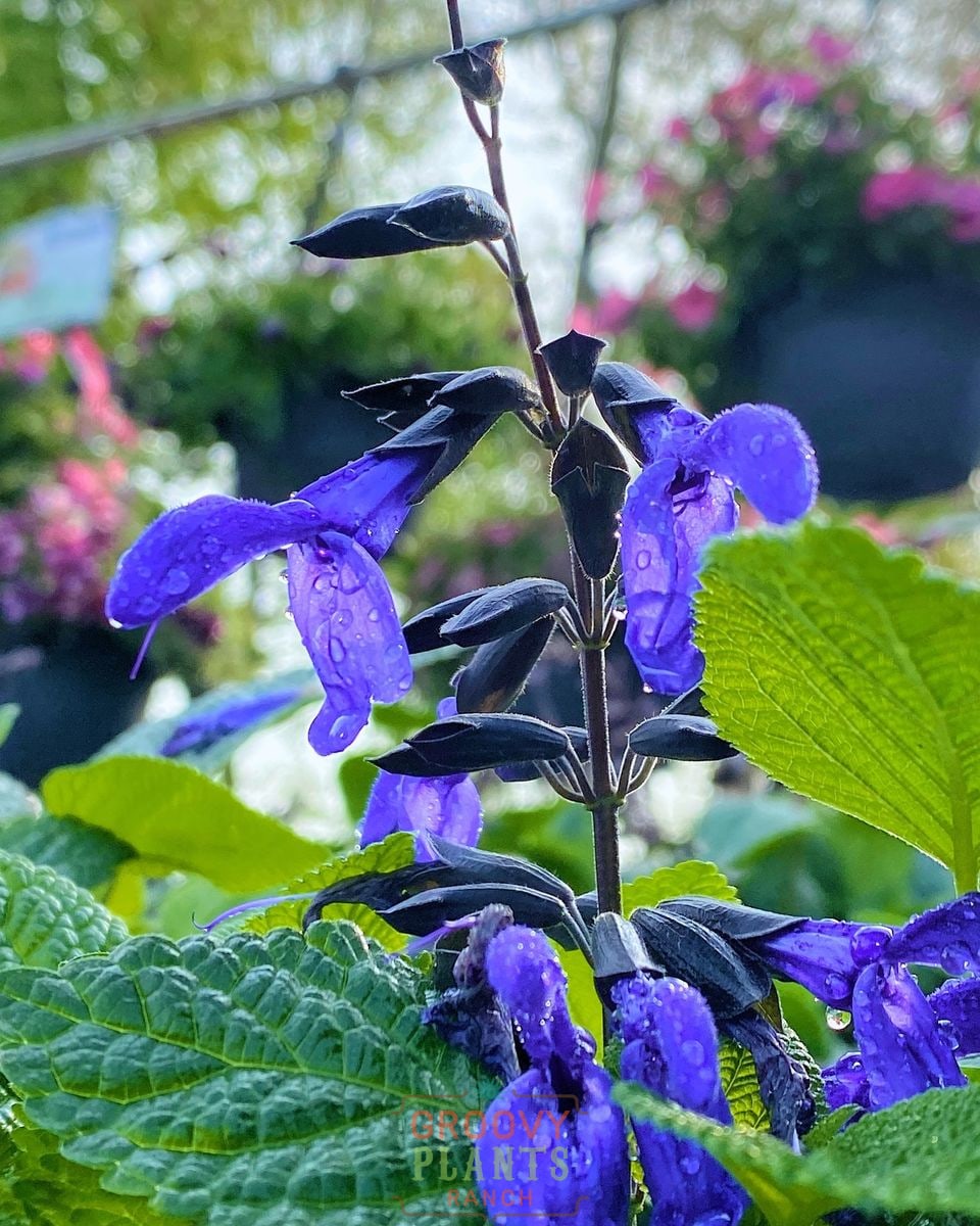 Salvia 'Black & Bloom' ~ Hummingbird Buffet of 24 Hefty Plants for Preorder