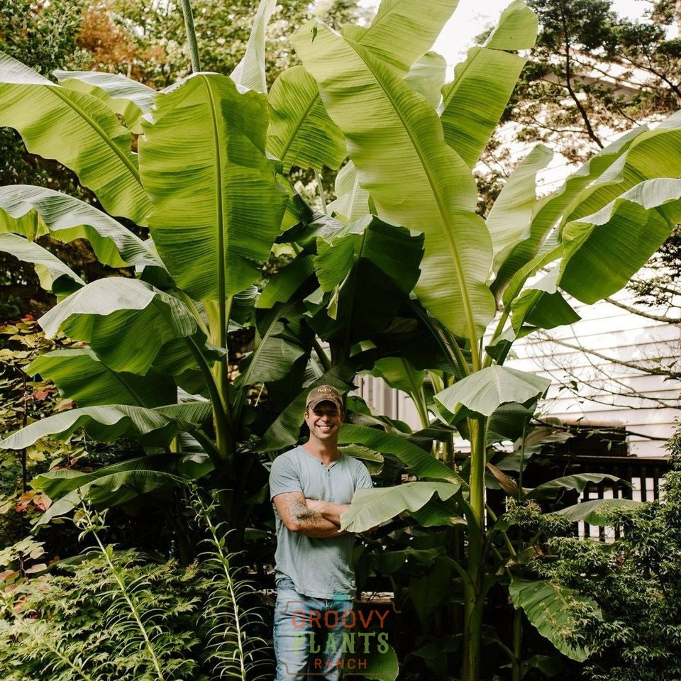 Ohio Winter Hardy Banana ~ Preorder