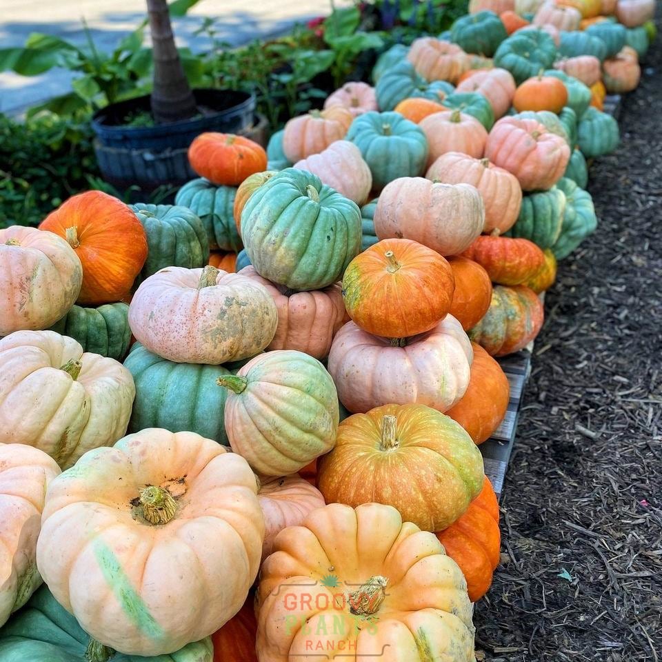 Field of Funky Pumpkins!