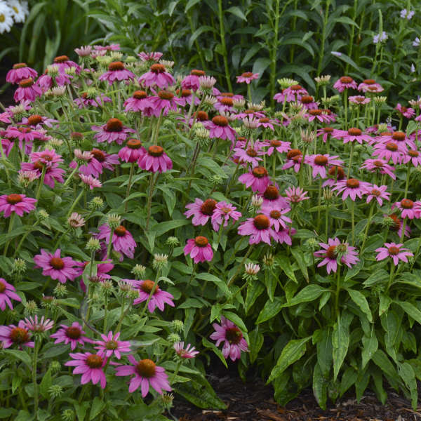Echinacea 'PowWow Wild Berry'