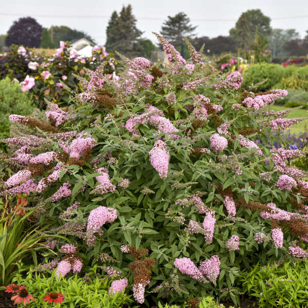 Butterfly Bush 'Princess Pink'