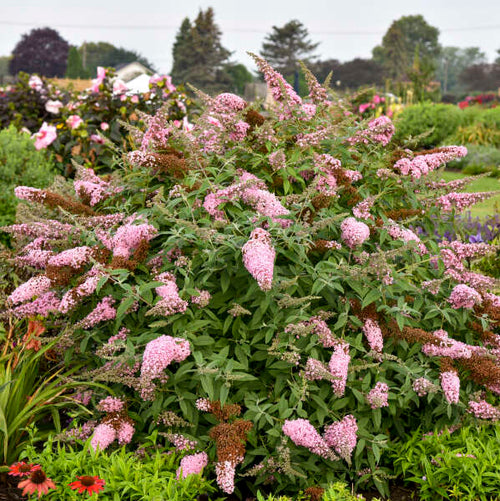 Butterfly Bush 'Princess Pink'