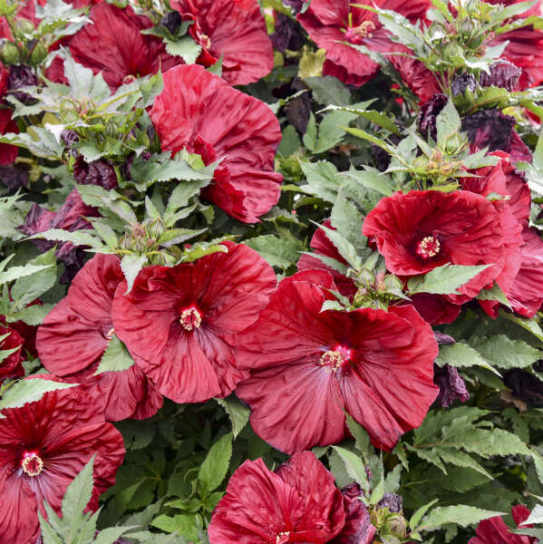 Hibiscus Island Paradise Collection