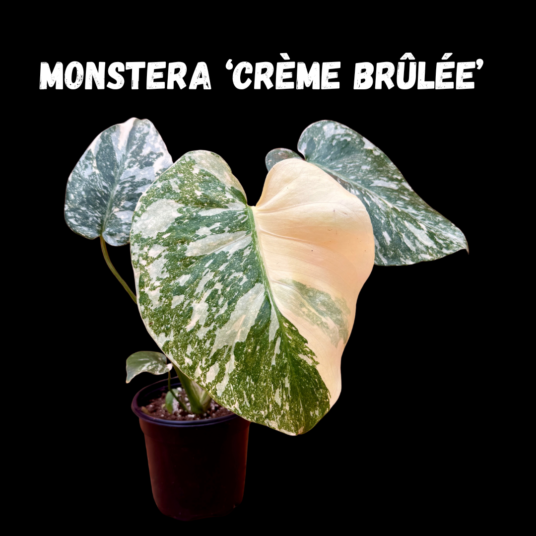 Monstera Deliciosa 'Crème Brûlée'