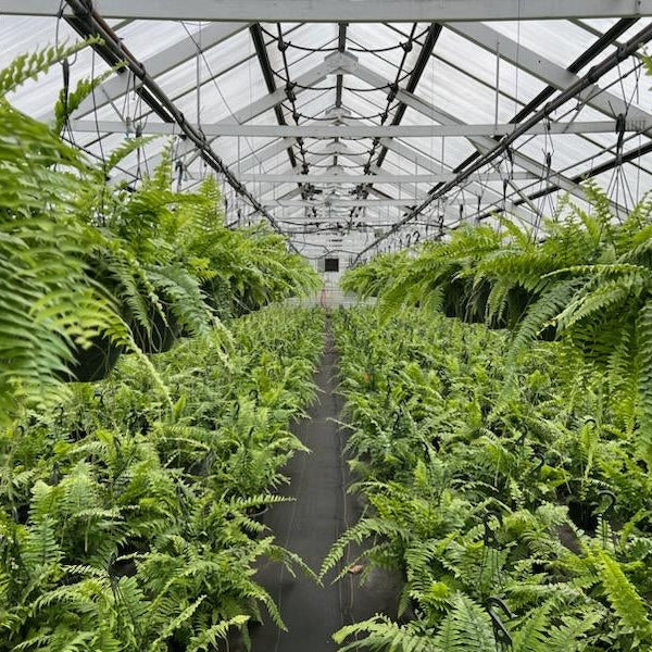 Macho Fern Hanging Basket