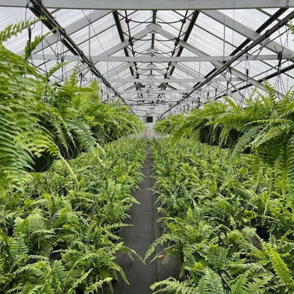 Macho Fern Hanging Basket