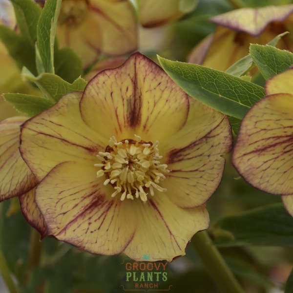 Helleborus Honeymoon® 'Tropical Sunset'