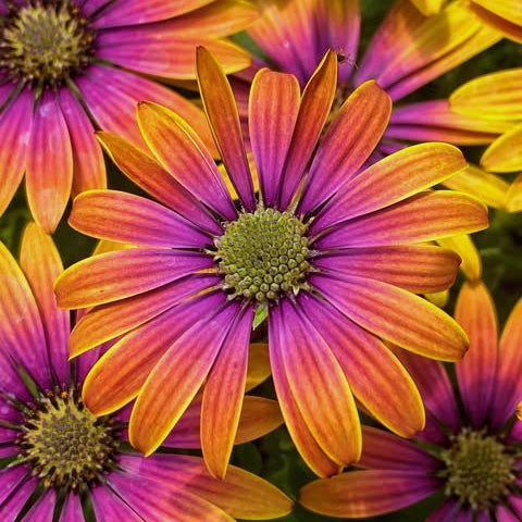 'ZION™ PURPLE SUN' ~ Trio of 3 Hefty Plants