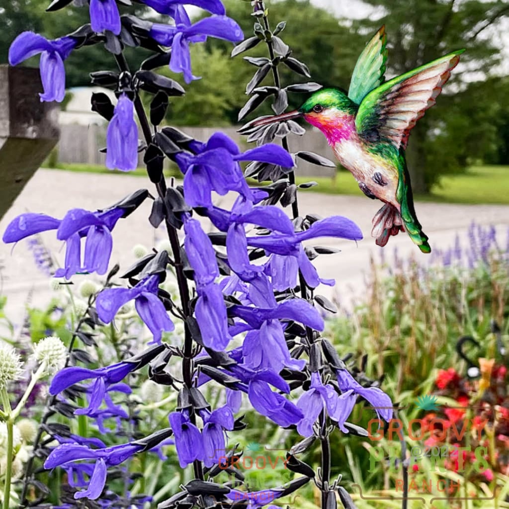 Salvia 'Black & Bloom' ~ Hummingbird Buffet of 24 Hefty Plants for Preorder
