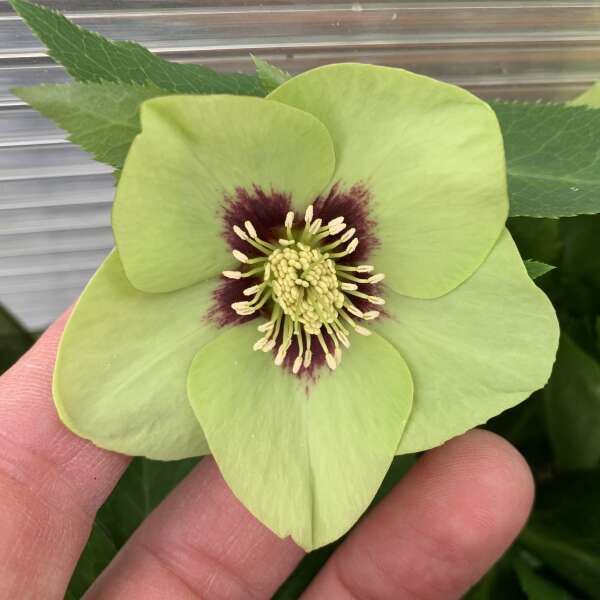 Helleborus 'Irish Luck'