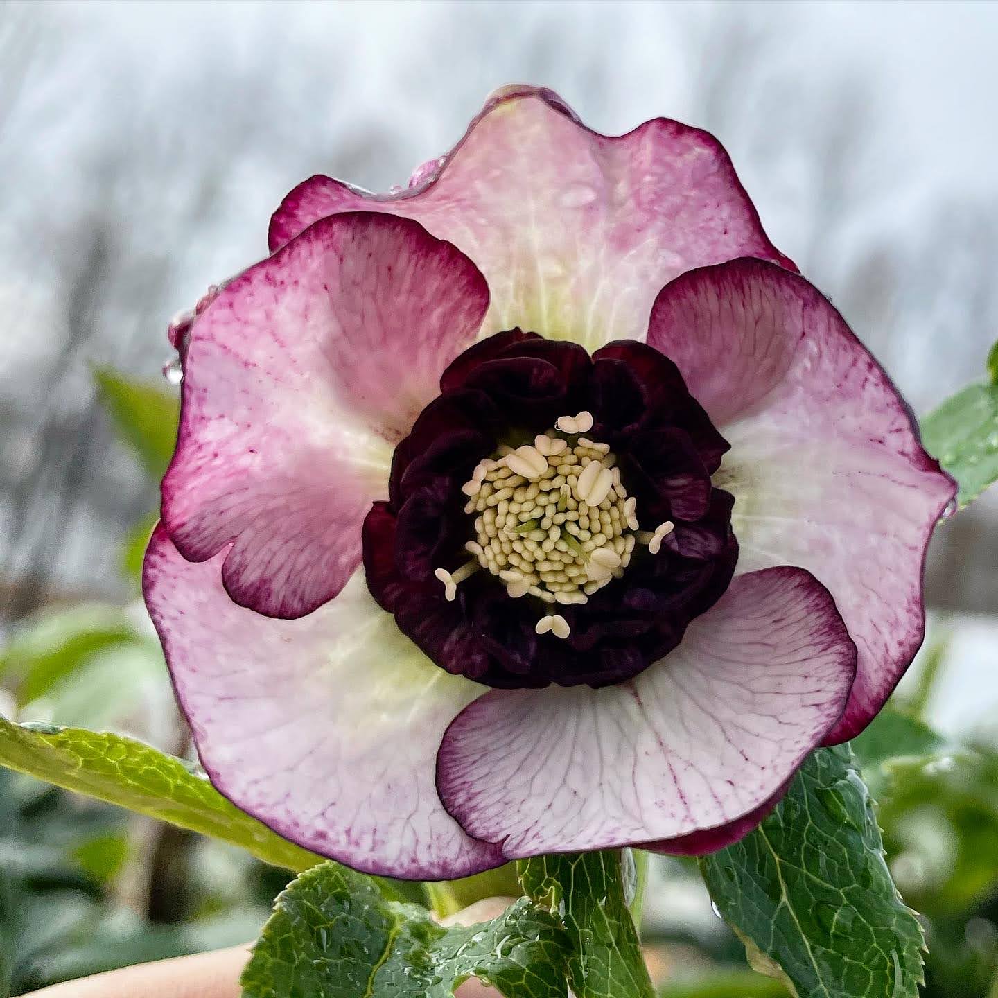 Groovy Plants Ranch - 2026 Helleborus Hullabaloo – The Groovy