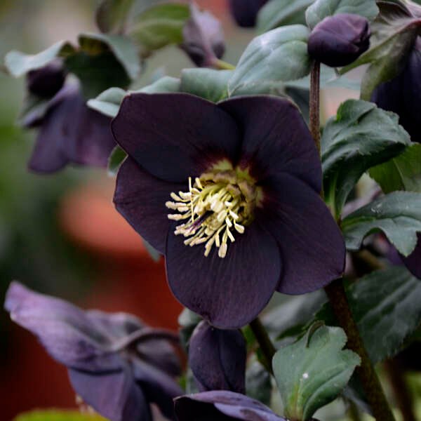 Helleborus 'New York Night'
