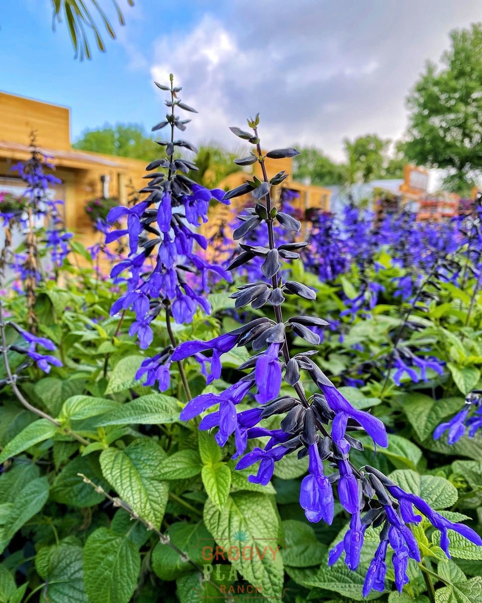 Salvia 'Black & Bloom' ~ Hummingbird Buffet of 24 Hefty Plants for Preorder