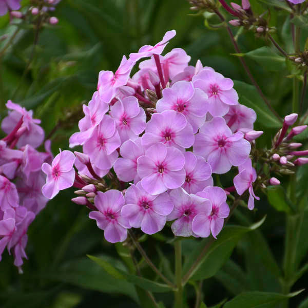 Garden Phlox 'Uptown Girl'