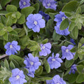 Mini Morning Glory 'Beach Bum Blue'