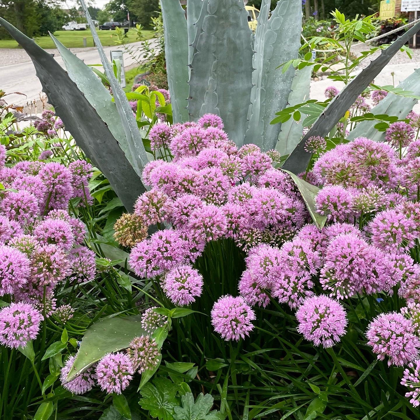 Easy Breezy Sun Lover Garden ~ 9 Hefty Plants for Preorder