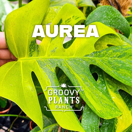 6" Monstera 'Aurea' - Limited Release for Pickup