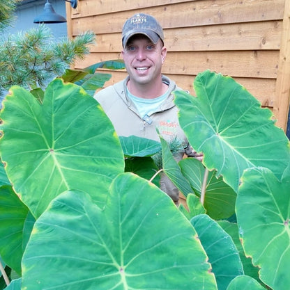 Ohio Winter Hardy Elephant Ear