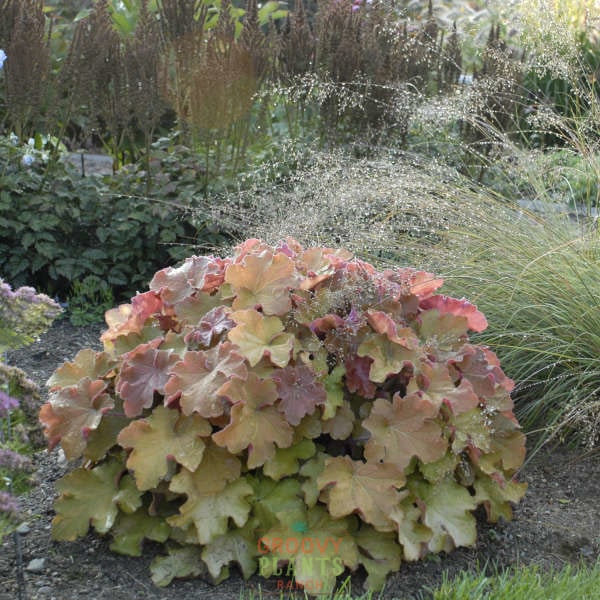 Caramel Coral Bells