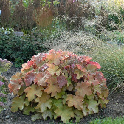 Heuchera 'Caramel' Coral Bells | Limited Release