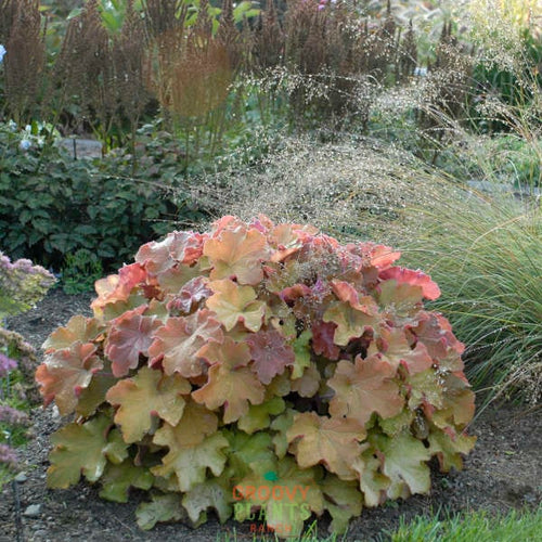 Caramel Coral Bells