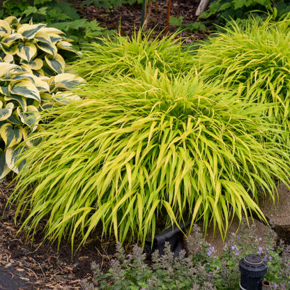 'All Gold' Japanese Forest Grass - Hakonechloa macra | Limited Release