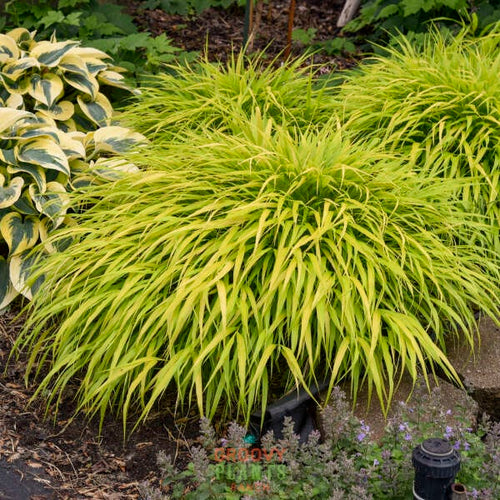 'All Gold' Japanese Forest Grass