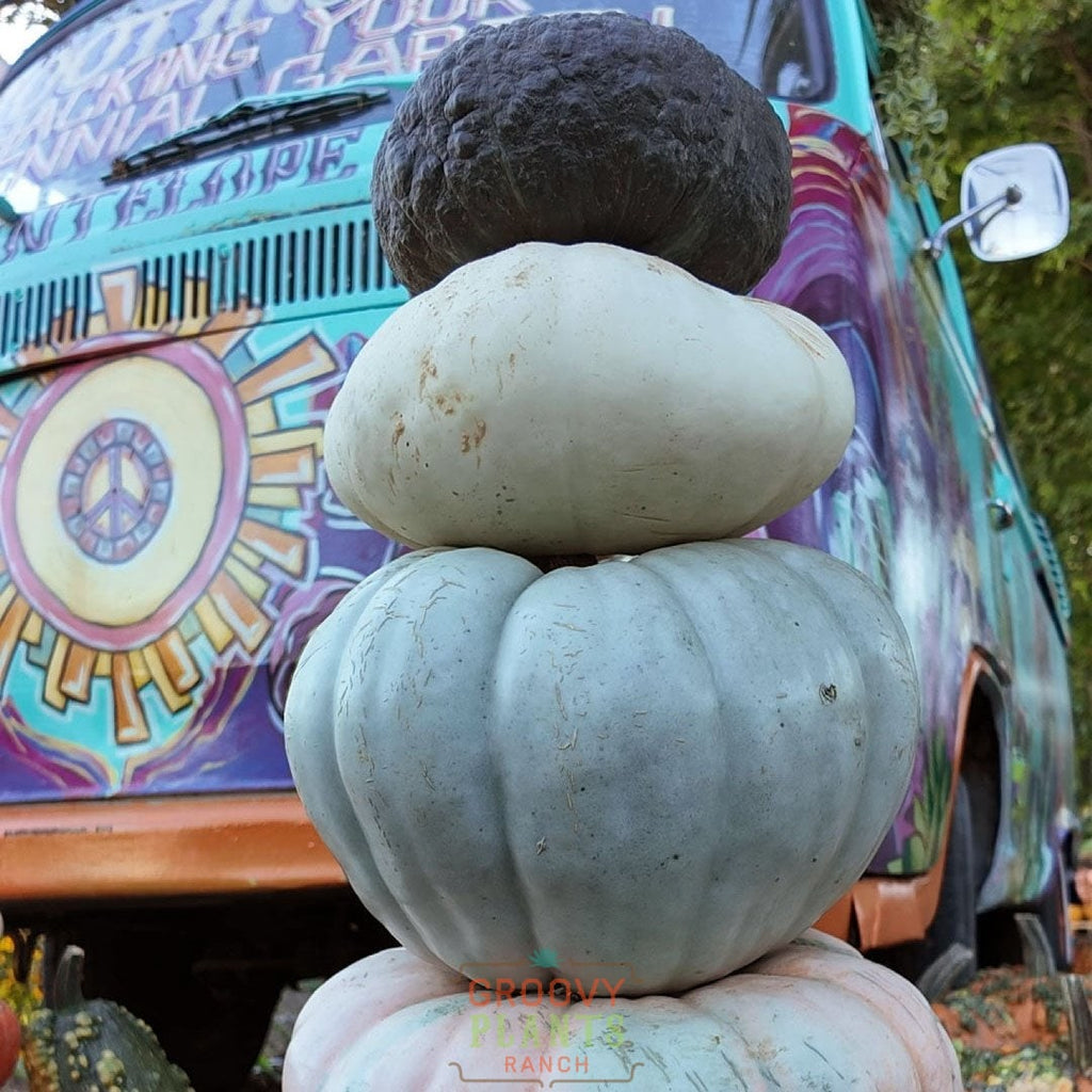 Field of Funky Pumpkins!