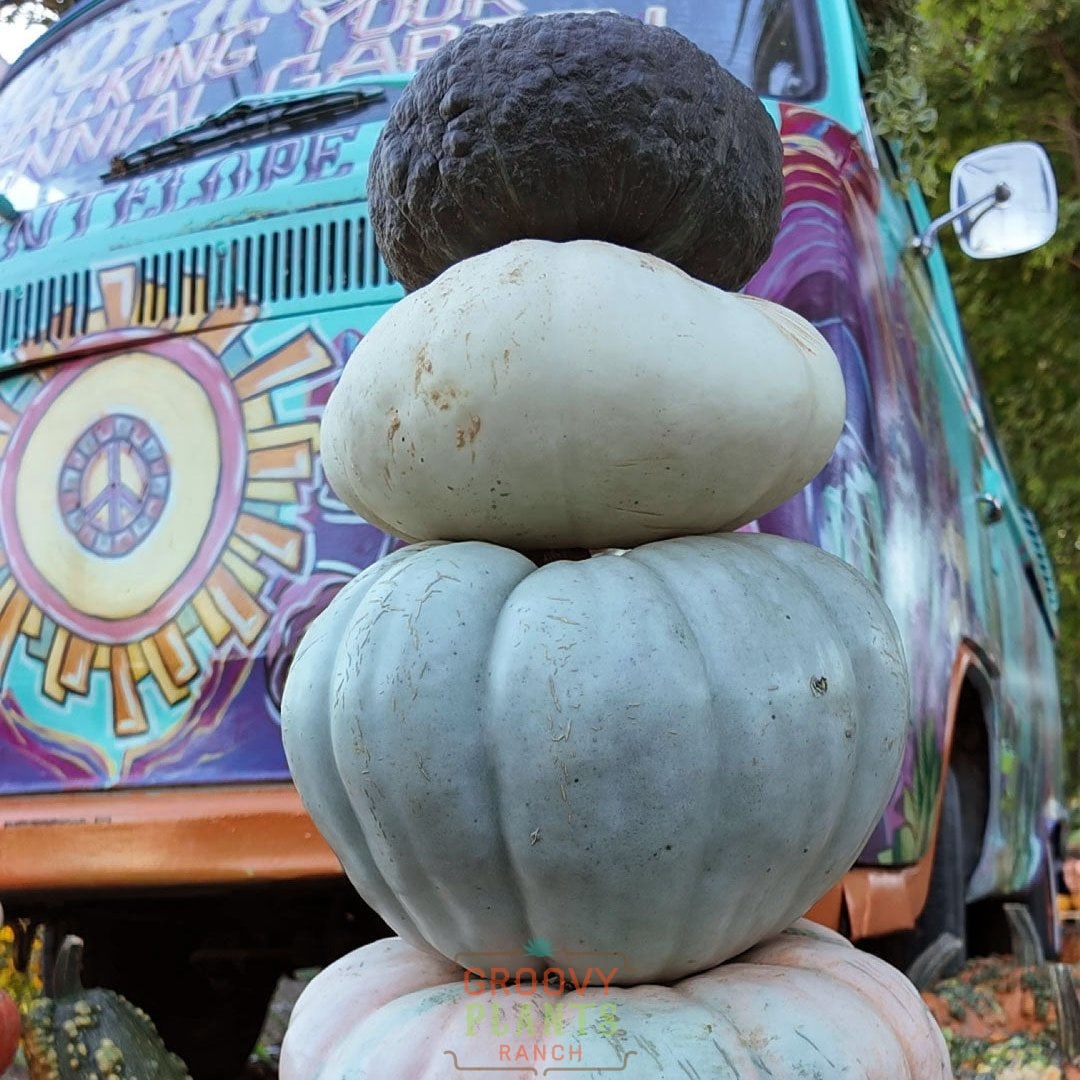 Field of Funky Pumpkins!
