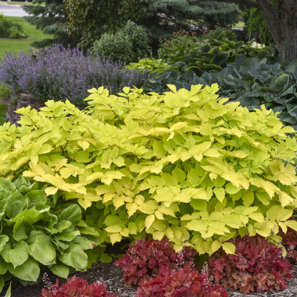 Aralia cordata 'Sun King'