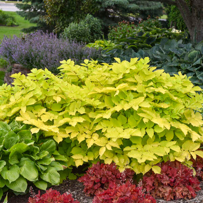 Aralia cordata 'Sun King' | Limited Release - Pickup Now