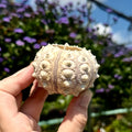 Sputnik Sea Urchin Shell | Air Plant Holder