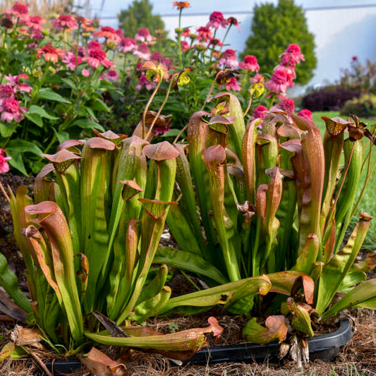 Sarracenia ‘Bug Bat’ | Limited Release for Pickup at The Ranch