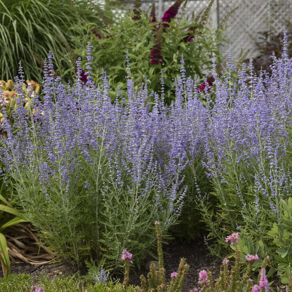 Russian Sage 'Blue Jean Baby'