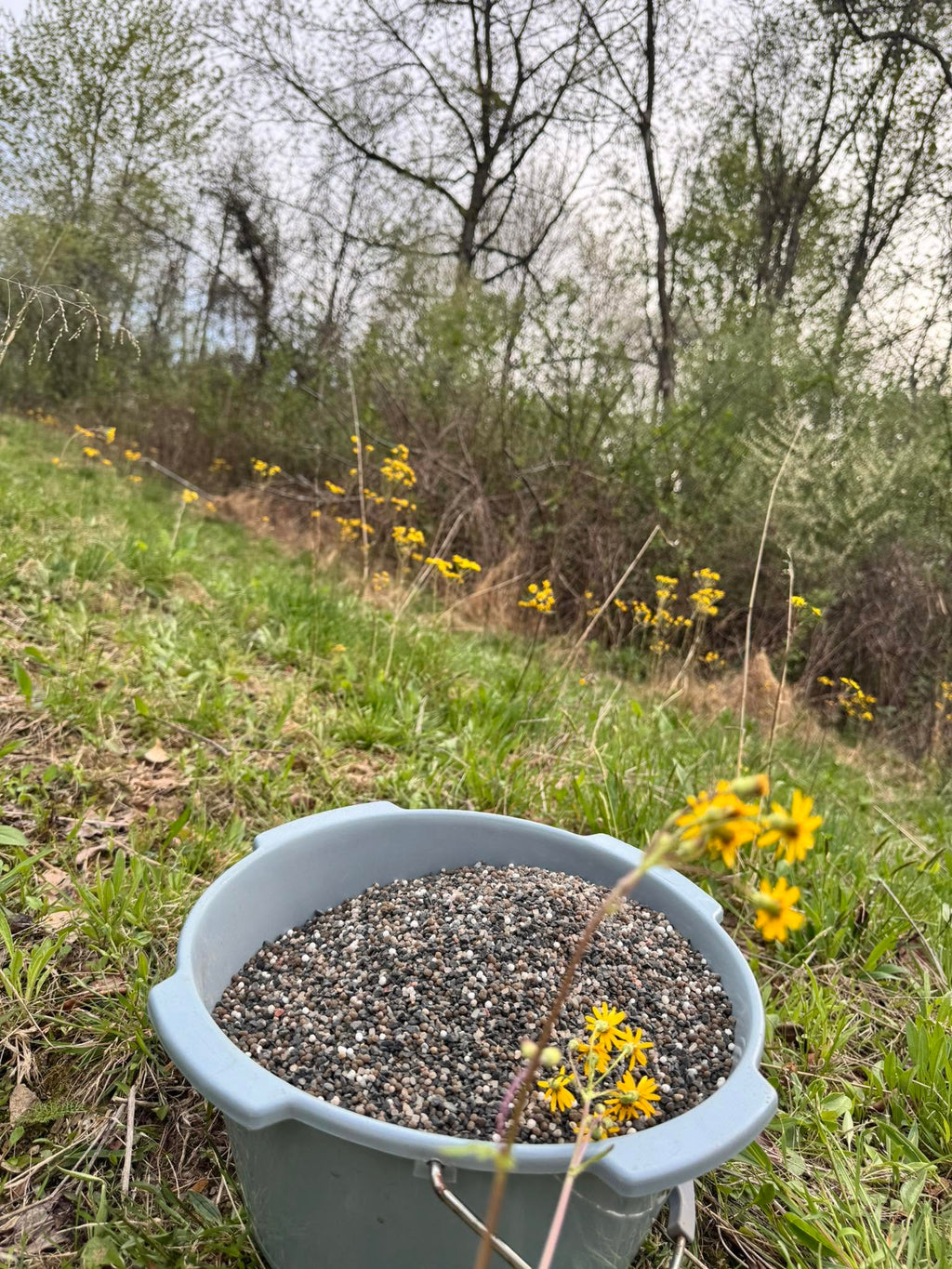 Garden-to-Apothecary: The Basics of Herbalism