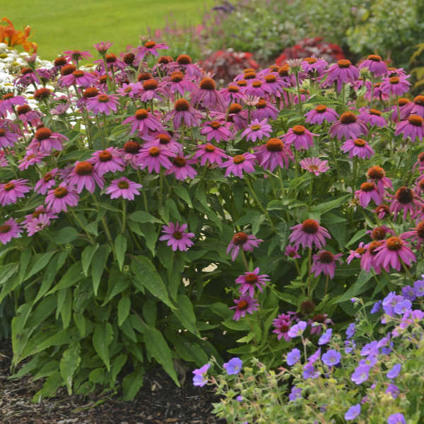 Echinacea 'PowWow Wild Berry'