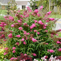 Butterfly Bush 'Cherry Royale'