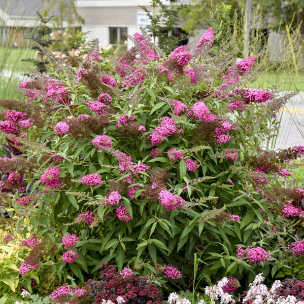 Butterfly Bush 'Cherry Royale'