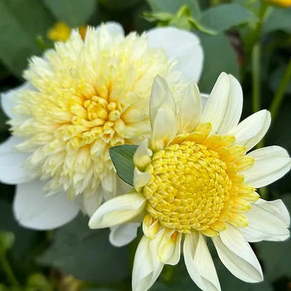 ‘Platinum Blonde’ Dahlia ~ 3 Tubers