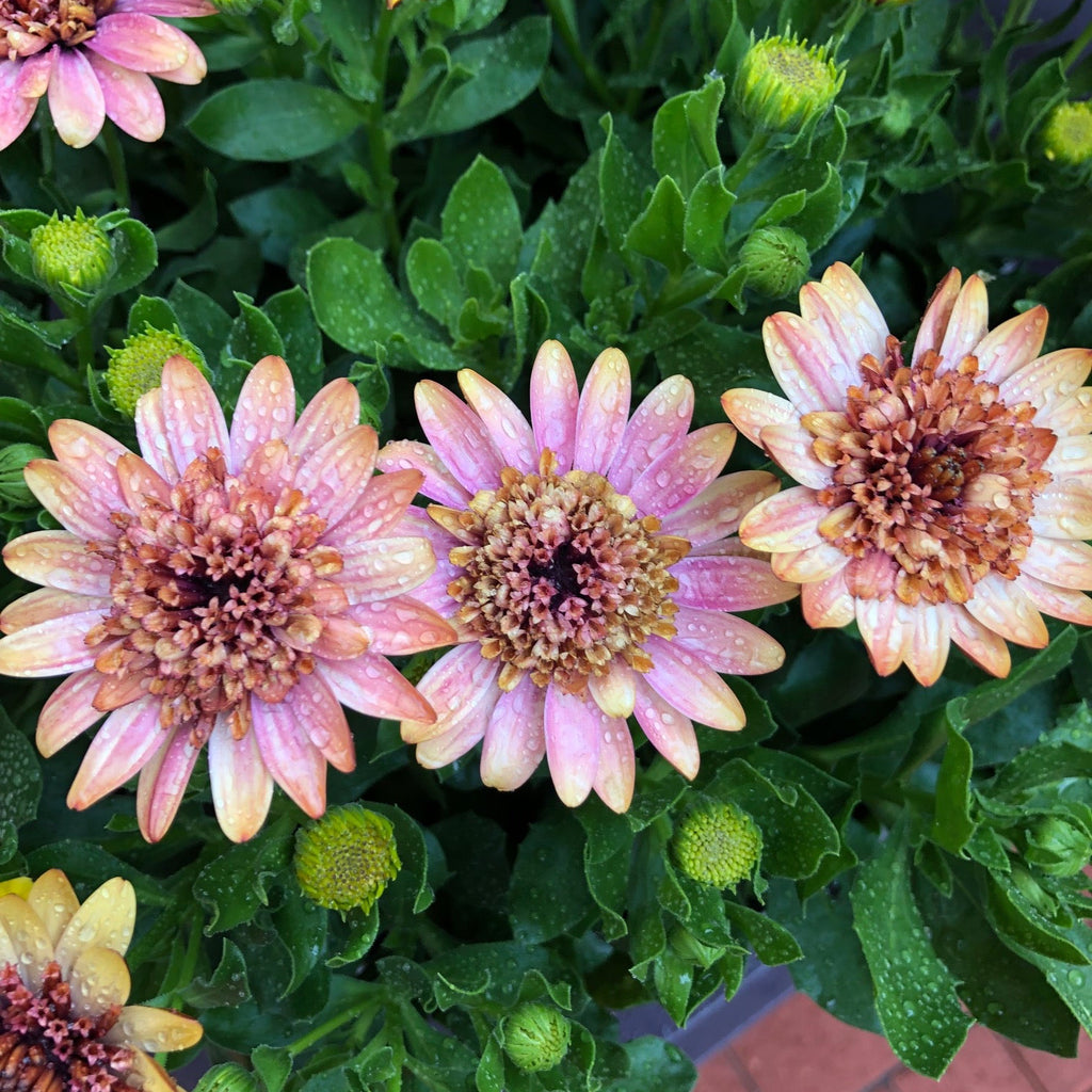 African Daisy 'Harvest Moon'